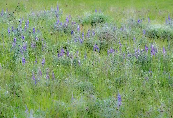 Gulin, Sylvia 아티스트의 USA-Washington State-Colfax Palouse field of grass and lupine작품입니다.